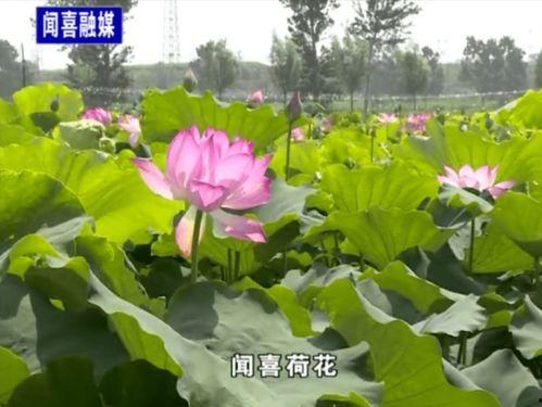 荷花最近爆料视频播放,揭秘幕后故事,精彩瞬间回顾 第1张 荷花最近爆料视频播放,揭秘幕后故事,精彩瞬间回顾 第1张
