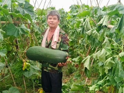 吃瓜劲爆免费,吃瓜劲爆，免费大放送！  第3张